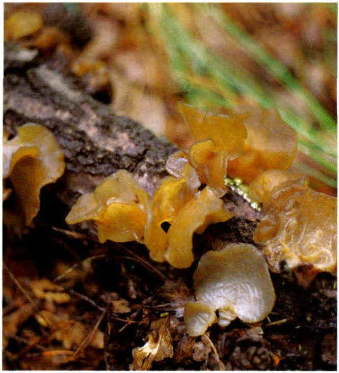 Auricularia auricula (L.ex Hook)Underwood